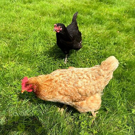 The Hen House Villa Haddington Buitenkant foto